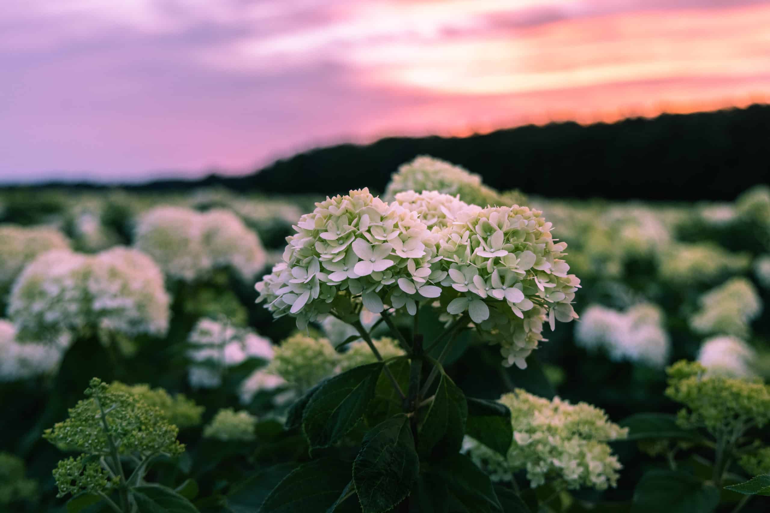 close up of hydrangea during sunset