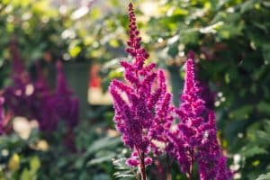 Astilbe Visions in Red flower