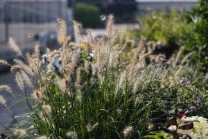 Hameln grass sitting in an urban park