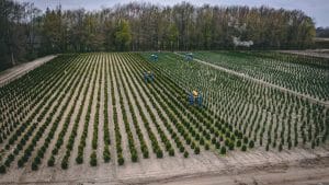 Fields of trees for wholesale at Willowbend