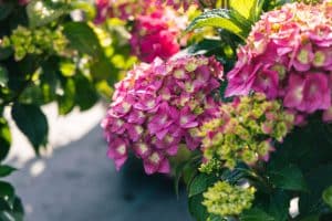 Pink blooms of a Hydrangea Summer Crush