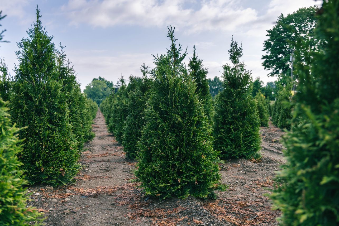 Arborvitae trees planted in a field