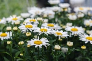 A field of Leucanthemum flowers with yellow centers and white petals