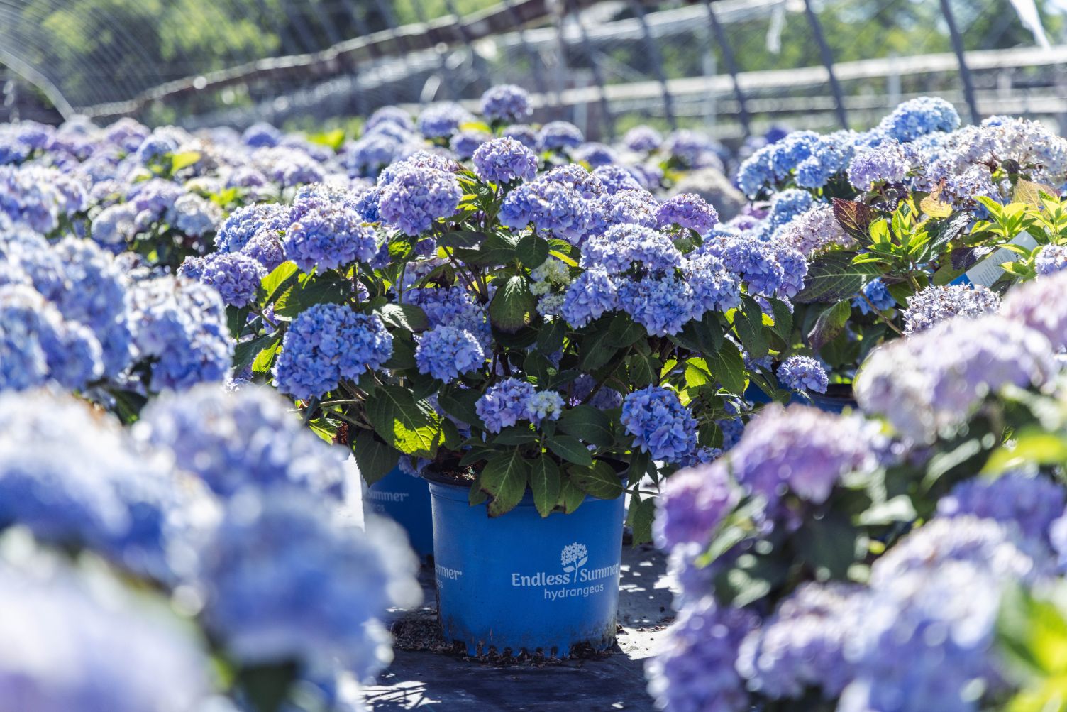 Containers of Endless Summer Hydrangeas