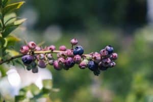 Blueberries on a stem